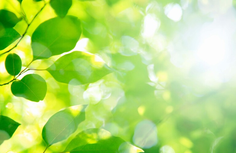 新しいいけばな団体の生け花教室｜いけばな心月